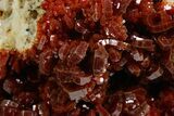 Glittering Ruby Red Vanadinite Crystals on Barite - Morocco #349444-1